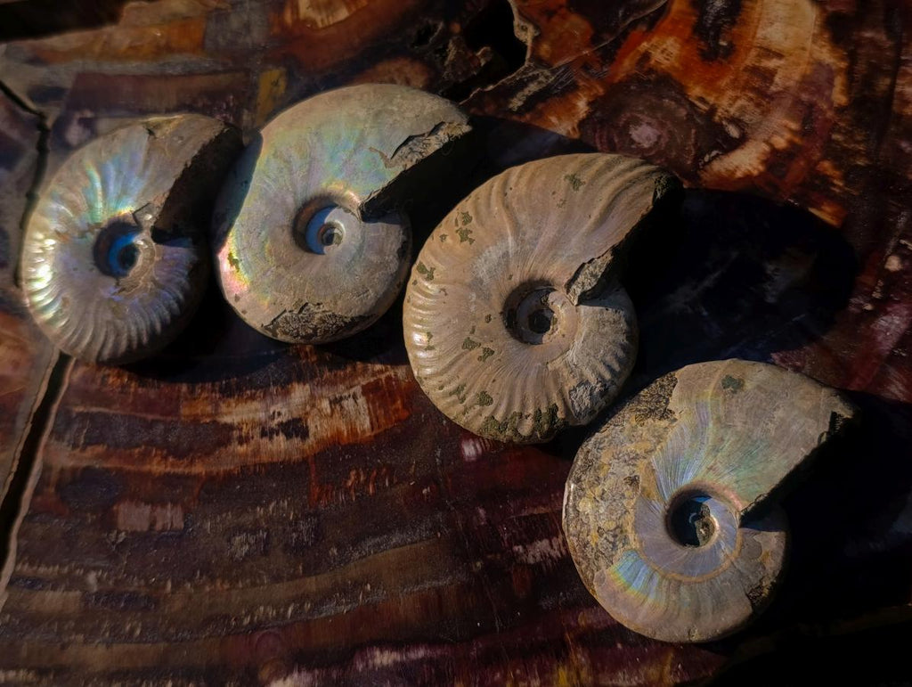 Natural Whole Cleoniceras Ammonite Fossils With Iridescent Ammolite Shells x 12 From Maintirano, Madagascar - Toprock Gemstones and Minerals 