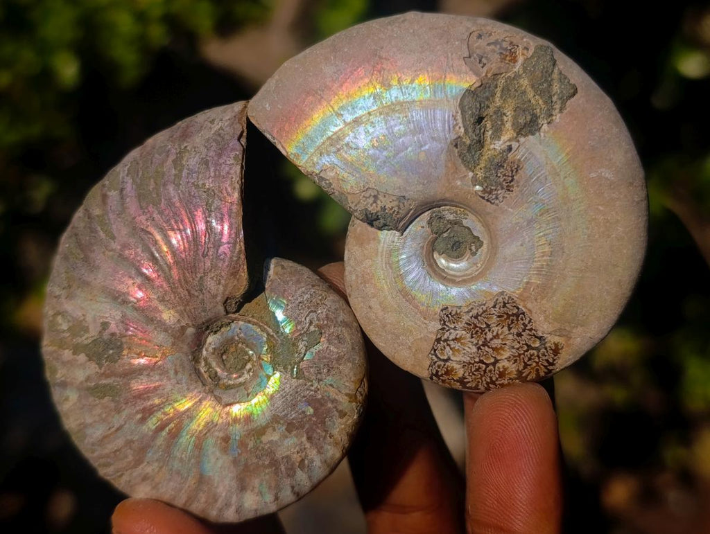 Natural Whole Cleoniceras Ammonite Fossils With Iridescent Ammolite Shells x 12 From Maintirano, Madagascar - Toprock Gemstones and Minerals 