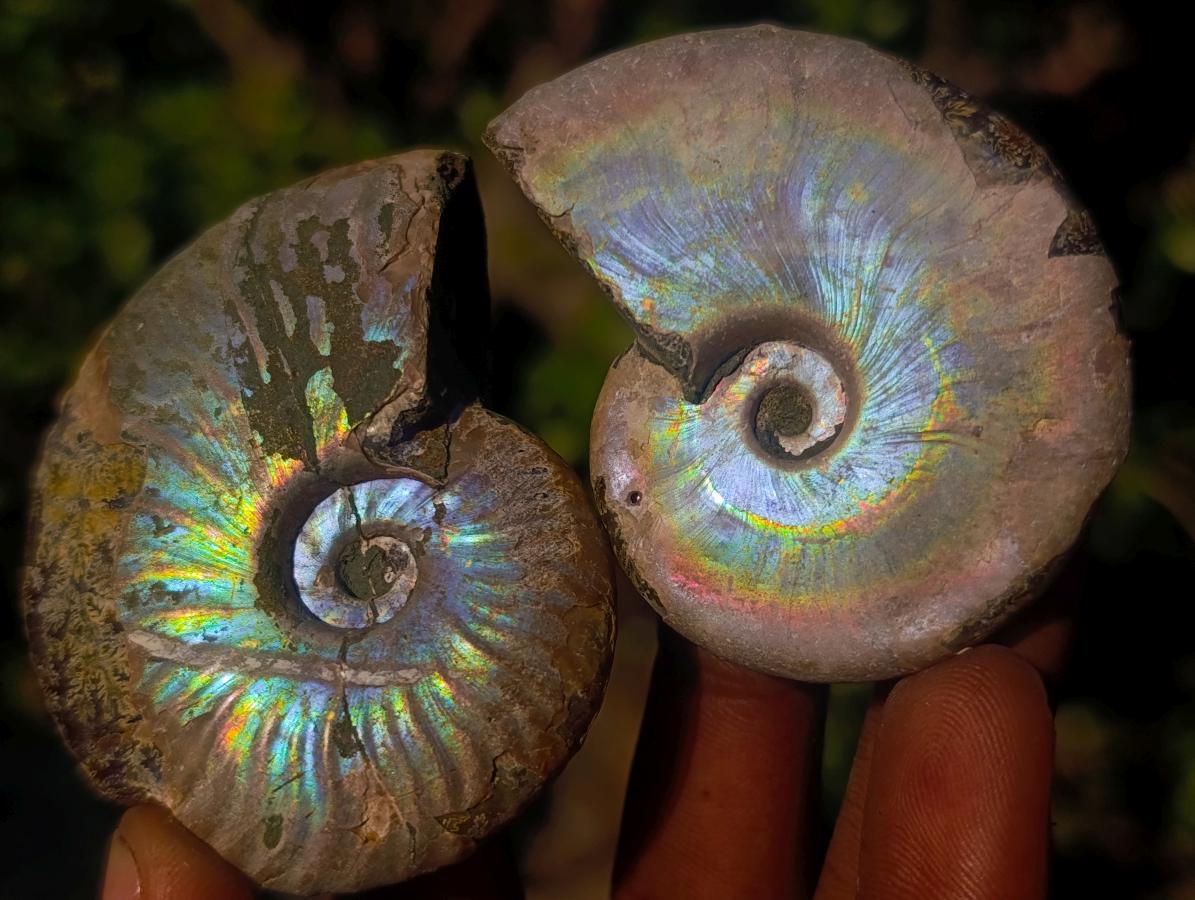Natural Whole Cleoniceras Ammonite Fossils With Iridescent Ammolite Shells x 12 From Maintirano, Madagascar - Toprock Gemstones and Minerals 