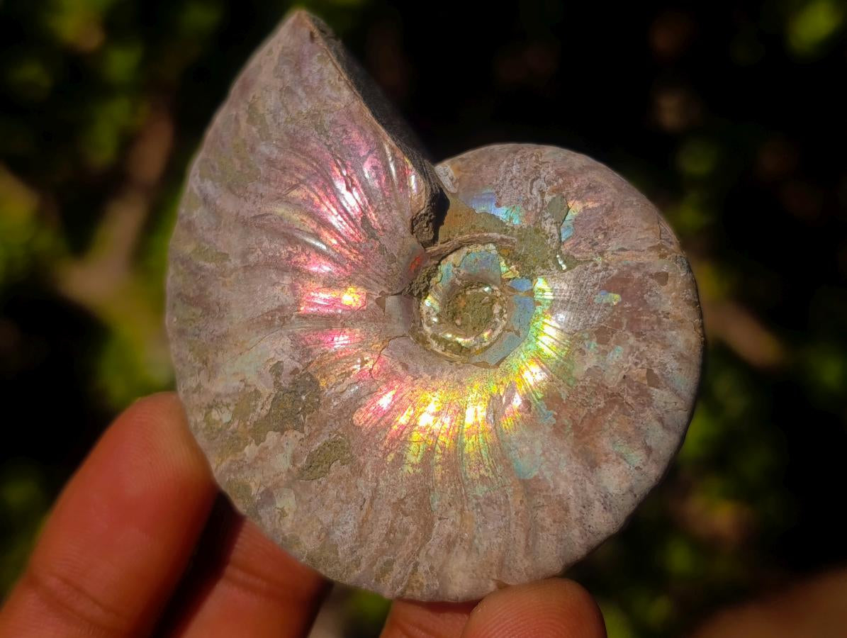 Natural Whole Cleoniceras Ammonite Fossils With Iridescent Ammolite Shells x 12 From Maintirano, Madagascar - Toprock Gemstones and Minerals 