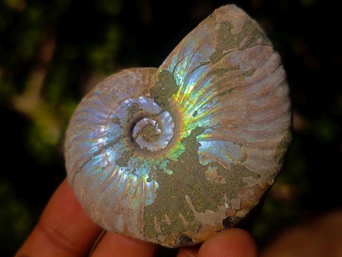Natural Whole Cleoniceras Ammonite Fossils With Iridescent Ammolite Shells x 12 From Maintirano, Madagascar - Toprock Gemstones and Minerals 
