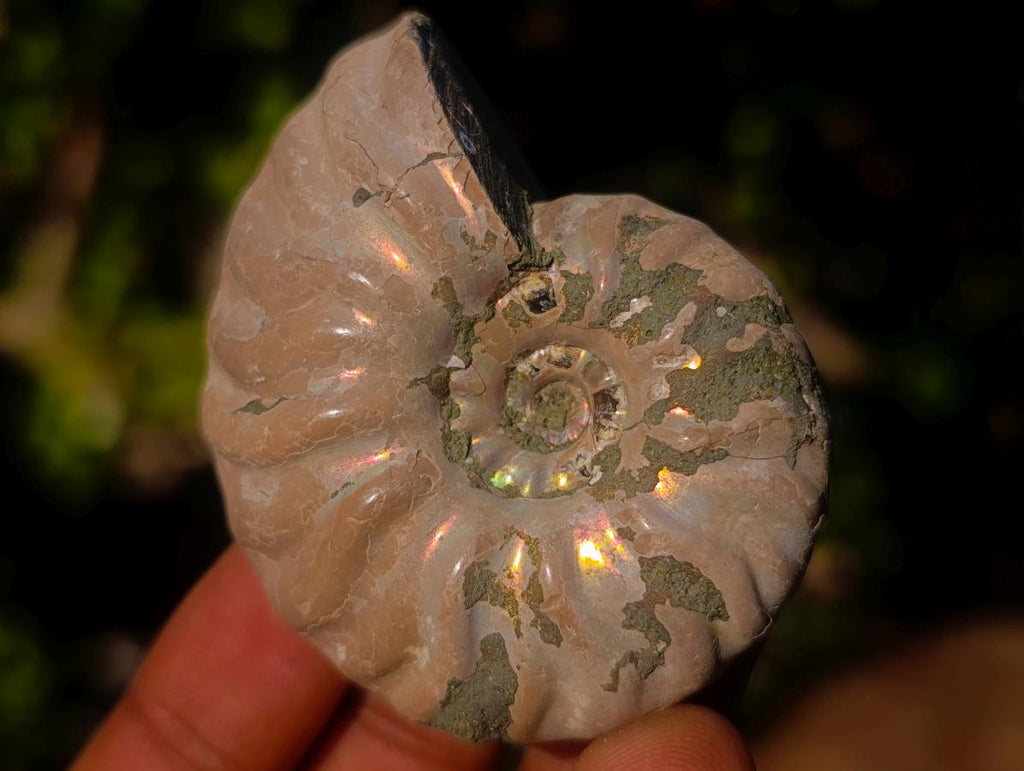 Natural Whole Cleoniceras Ammonite Fossils With Iridescent Ammolite Shells x 12 From Maintirano, Madagascar - Toprock Gemstones and Minerals 