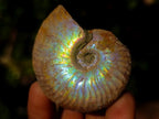 Natural Whole Cleoniceras Ammonite Fossils With Iridescent Ammolite Shells x 12 From Maintirano, Madagascar - Toprock Gemstones and Minerals 