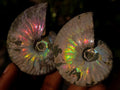 Natural Whole Cleoniceras Ammonite Fossils With Iridescent Ammolite Shells x 12 From Maintirano, Madagascar - Toprock Gemstones and Minerals 