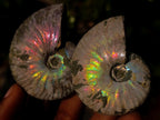 Natural Whole Cleoniceras Ammonite Fossils With Iridescent Ammolite Shells x 12 From Maintirano, Madagascar - Toprock Gemstones and Minerals 