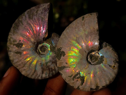 Natural Whole Cleoniceras Ammonite Fossils With Iridescent Ammolite Shells x 12 From Maintirano, Madagascar - Toprock Gemstones and Minerals 