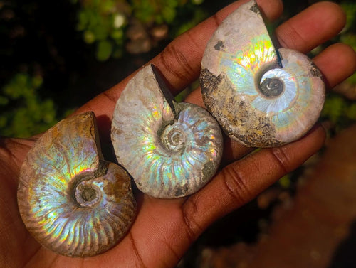 Natural Whole Cleoniceras Ammonite Fossils With Iridescent Ammolite Shells x 12 From Maintirano, Madagascar - Toprock Gemstones and Minerals 