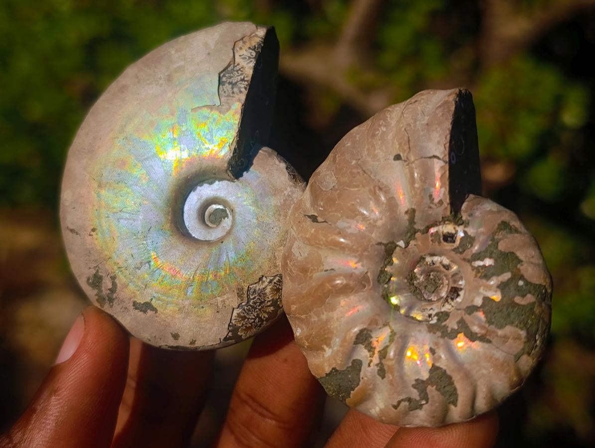 Natural Whole Cleoniceras Ammonite Fossils With Iridescent Ammolite Shells x 12 From Maintirano, Madagascar - Toprock Gemstones and Minerals 