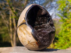 Polished Septerye Sauvage "Dragons Egg" Geodes x 2 From Mahajanga, Madagascar - Toprock Gemstones and Minerals 