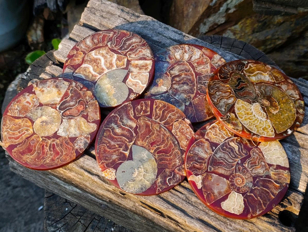 Hand Made Ammonite Conglomerate Coffee Table Coasters x 6 From Mahajanga, Madagascar - Toprock Gemstones and Minerals 
