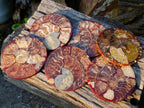 Hand Made Ammonite Conglomerate Coffee Table Coasters x 6 From Mahajanga, Madagascar - Toprock Gemstones and Minerals 