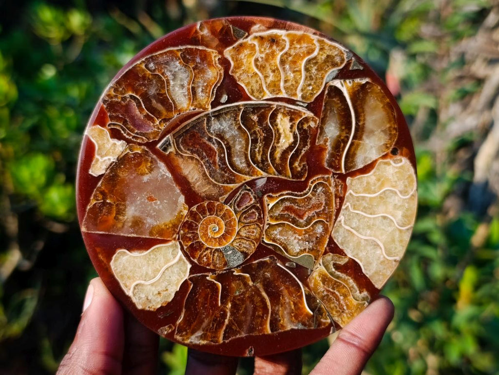 Hand Made Ammonite Conglomerate Coffee Table Coasters x 6 From Mahajanga, Madagascar - Toprock Gemstones and Minerals 