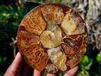 Hand Made Ammonite Conglomerate Coffee Table Coasters x 6 From Mahajanga, Madagascar - Toprock Gemstones and Minerals 