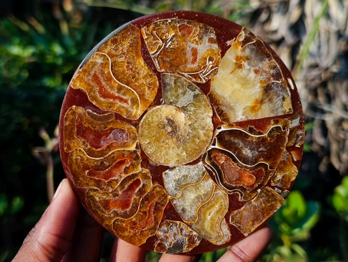 Hand Made Ammonite Conglomerate Coffee Table Coasters x 6 From Mahajanga, Madagascar - Toprock Gemstones and Minerals 