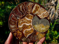 Hand Made Ammonite Conglomerate Coffee Table Coasters x 6 From Mahajanga, Madagascar - Toprock Gemstones and Minerals 