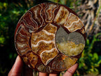 Hand Made Ammonite Conglomerate Coffee Table Coasters x 6 From Mahajanga, Madagascar - Toprock Gemstones and Minerals 