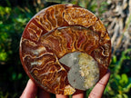 Hand Made Ammonite Conglomerate Coffee Table Coasters x 6 From Mahajanga, Madagascar - Toprock Gemstones and Minerals 