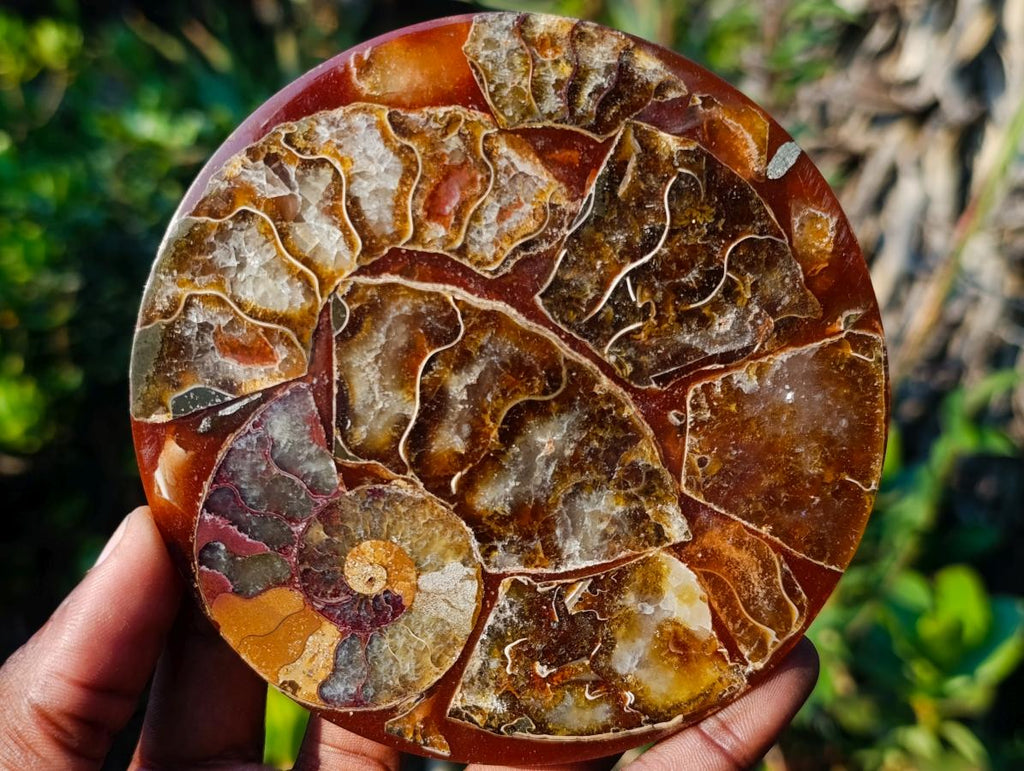 Hand Made Ammonite Conglomerate Coffee Table Coasters x 6 From Mahajanga, Madagascar - Toprock Gemstones and Minerals 