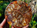 Hand Made Ammonite Conglomerate Coffee Table Coasters x 6 From Mahajanga, Madagascar - Toprock Gemstones and Minerals 