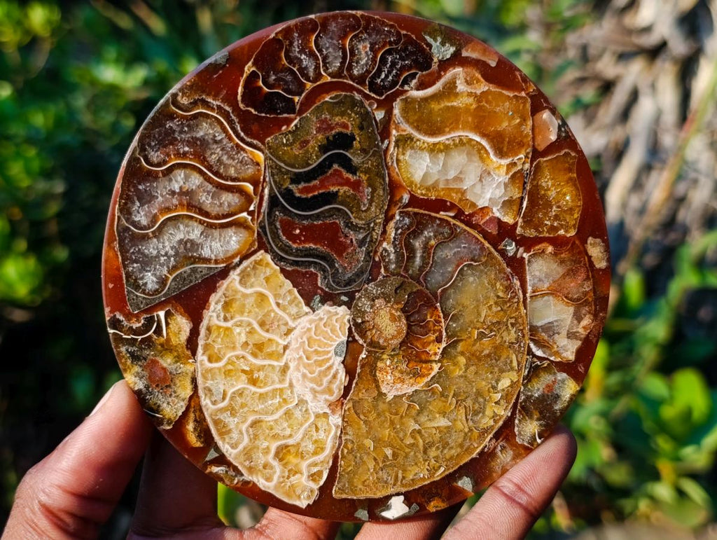 Hand Made Ammonite Conglomerate Coffee Table Coasters x 6 From Mahajanga, Madagascar - Toprock Gemstones and Minerals 