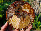 Hand Made Ammonite Conglomerate Coffee Table Coasters x 6 From Mahajanga, Madagascar - Toprock Gemstones and Minerals 