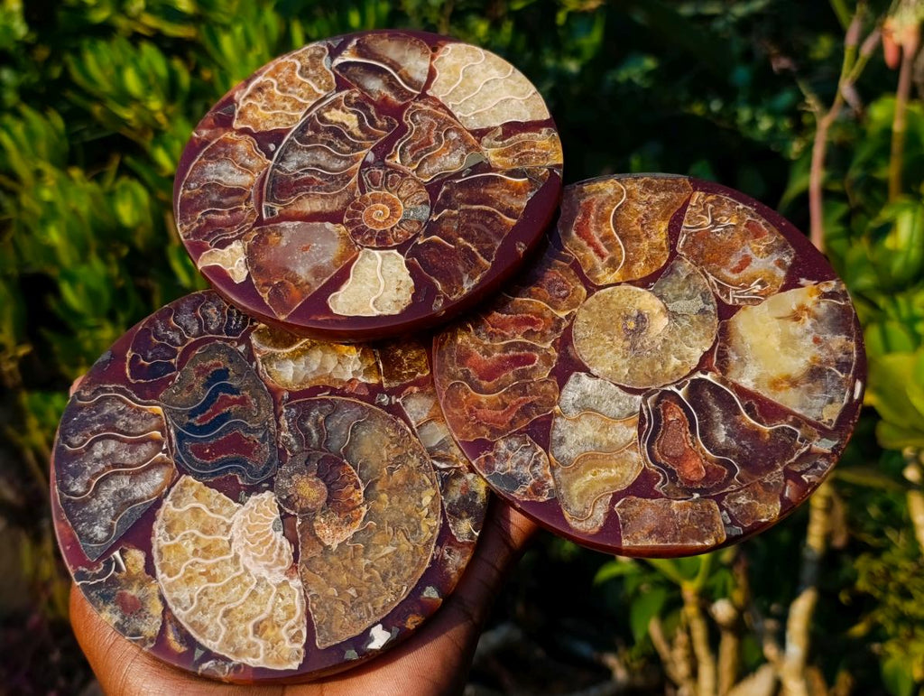 Hand Made Ammonite Conglomerate Coffee Table Coasters x 6 From Mahajanga, Madagascar - Toprock Gemstones and Minerals 