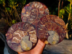 Hand Made Ammonite Conglomerate Coffee Table Coasters x 6 From Mahajanga, Madagascar - Toprock Gemstones and Minerals 