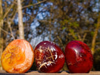 Polished Large Carnelian Agate Gemstone Galets x 12 From Madagascar - Toprock Gemstones and Minerals 