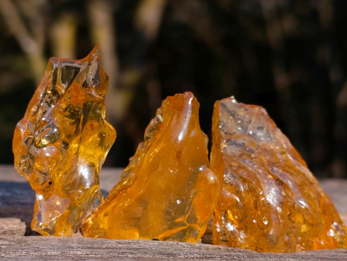 Natural Copal Amber Specimens with Insect and Plant Inclusions x 35 From Lemur Island, Madagascar - Toprock Gemstones and Minerals 