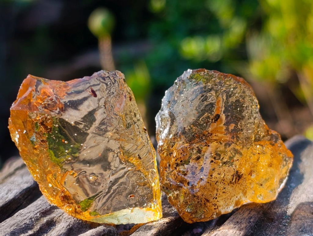 Natural Copal Amber Specimens with Insect and Plant Inclusions x 35 From Lemur Island, Madagascar - Toprock Gemstones and Minerals 