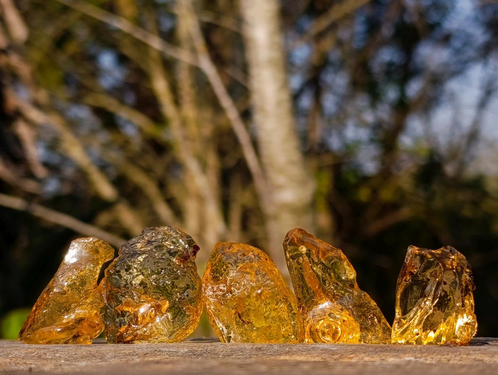 Natural Copal Amber Specimens with Insect and Plant Inclusions x 35 From Lemur Island, Madagascar - Toprock Gemstones and Minerals 