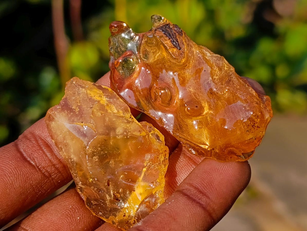 Natural Copal Amber Specimens with Insect and Plant Inclusions x 35 From Lemur Island, Madagascar - Toprock Gemstones and Minerals 