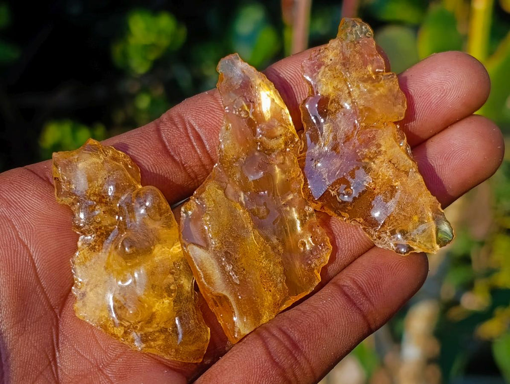 Natural Copal Amber Specimens with Insect and Plant Inclusions x 35 From Lemur Island, Madagascar - Toprock Gemstones and Minerals 