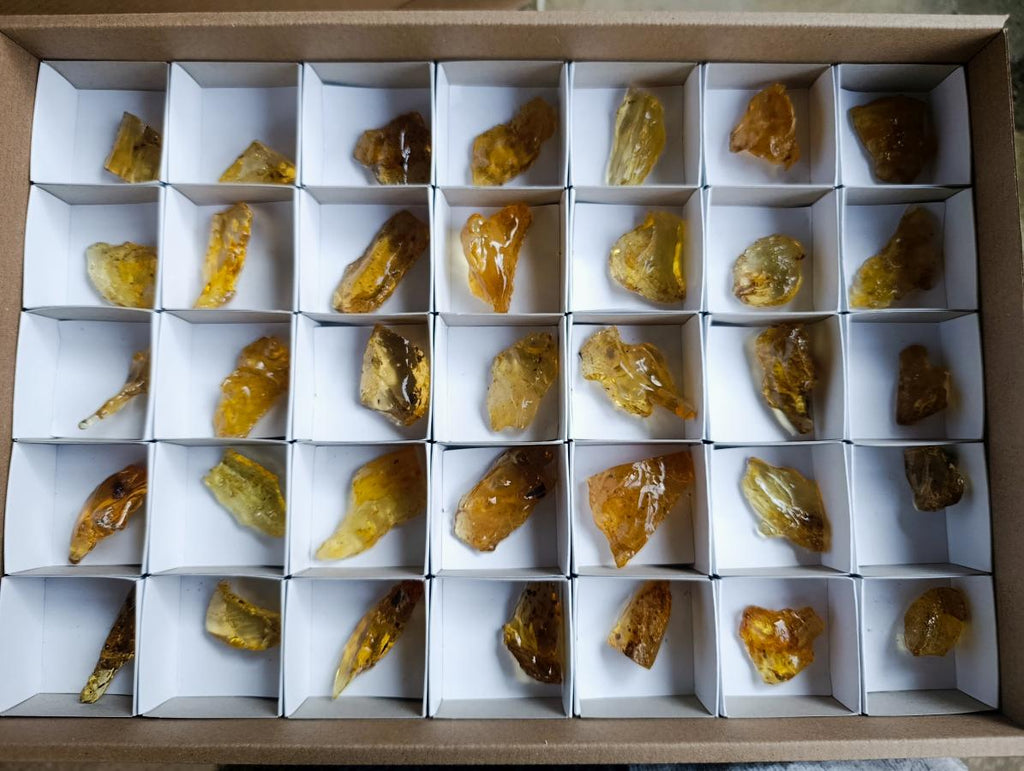 Natural Copal Amber Specimens with Insect and Plant Inclusions x 35 From Lemur Island, Madagascar - Toprock Gemstones and Minerals 
