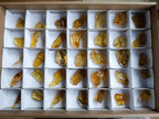 Natural Copal Amber Specimens with Insect and Plant Inclusions x 35 From Lemur Island, Madagascar - Toprock Gemstones and Minerals 