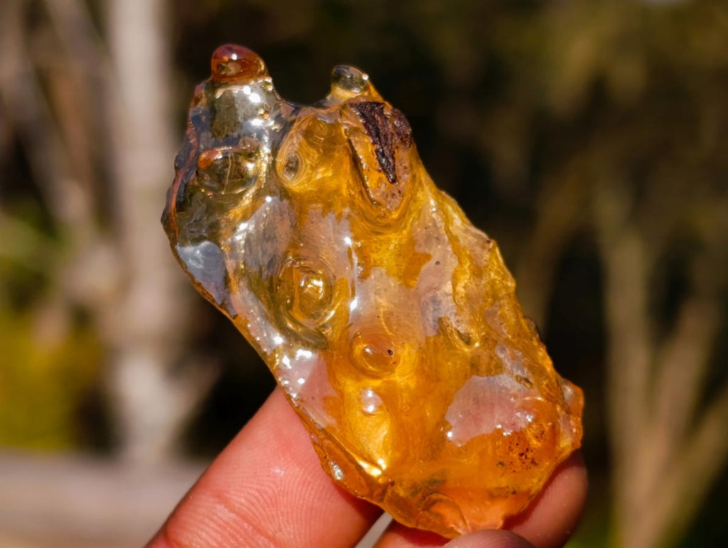 Natural Copal Amber Specimens with Insect and Plant Inclusions x 35 From Lemur Island, Madagascar - Toprock Gemstones and Minerals 