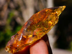 Natural Copal Amber Specimens with Insect and Plant Inclusions x 35 From Lemur Island, Madagascar - Toprock Gemstones and Minerals 