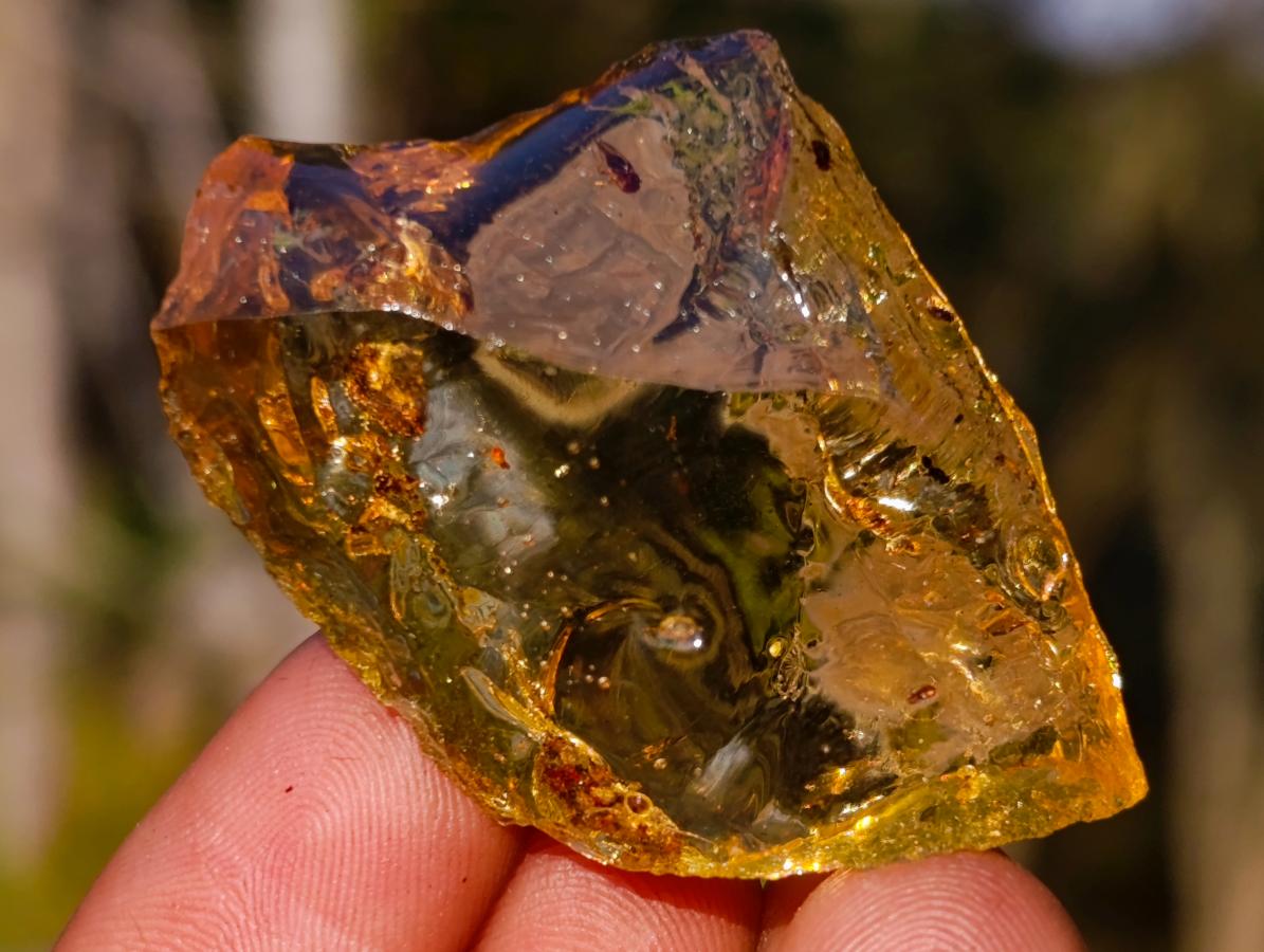 Natural Copal Amber Specimens with Insect and Plant Inclusions x 35 From Lemur Island, Madagascar - Toprock Gemstones and Minerals 
