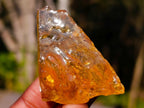 Natural Copal Amber Specimens with Insect and Plant Inclusions x 35 From Lemur Island, Madagascar - Toprock Gemstones and Minerals 