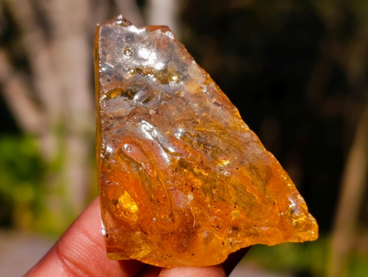 Natural Copal Amber Specimens with Insect and Plant Inclusions x 35 From Lemur Island, Madagascar - Toprock Gemstones and Minerals 