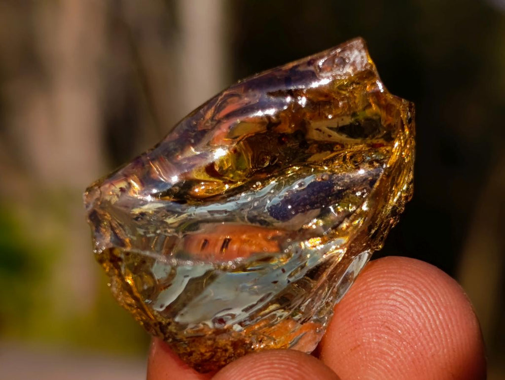 Natural Copal Amber Specimens with Insect and Plant Inclusions x 35 From Lemur Island, Madagascar - Toprock Gemstones and Minerals 