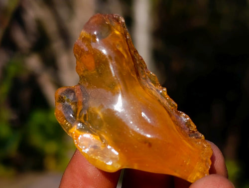 Natural Copal Amber Specimens with Insect and Plant Inclusions x 35 From Lemur Island, Madagascar - Toprock Gemstones and Minerals 