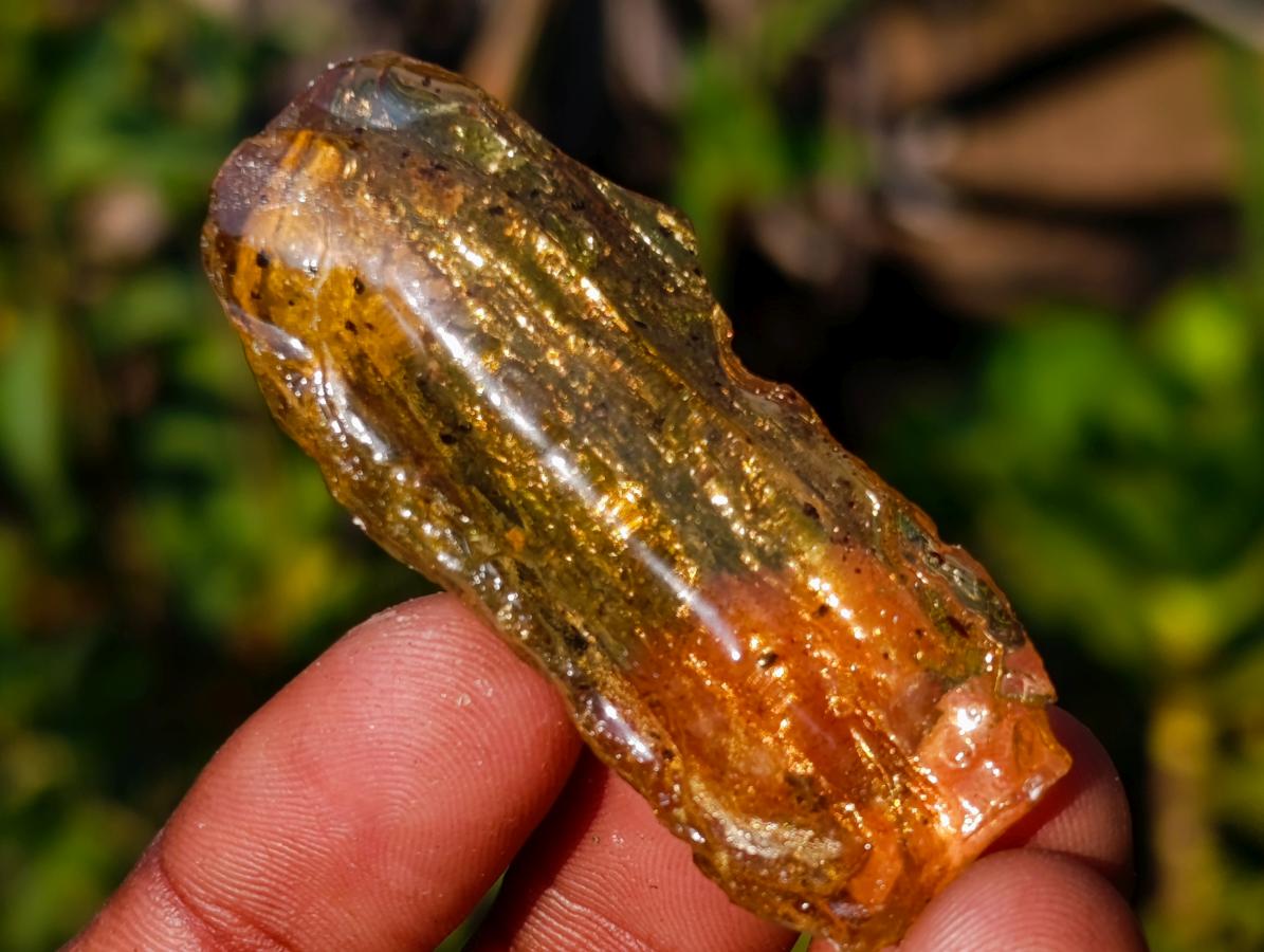 Natural Copal Amber Specimens with Insect and Plant Inclusions x 35 From Lemur Island, Madagascar - Toprock Gemstones and Minerals 