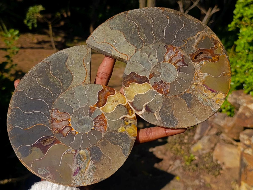 Polished Large Cleoniceras Ammonite Fossil Pair x 1 pair From Tulear, Madagascar - Toprock Gemstones and Minerals 