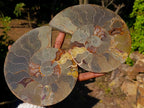 Polished Large Cleoniceras Ammonite Fossil Pair x 1 pair From Tulear, Madagascar - Toprock Gemstones and Minerals 