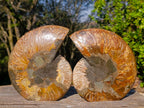 Polished Large Cleoniceras Ammonite Fossil Pair x 1 pair From Tulear, Madagascar - Toprock Gemstones and Minerals 