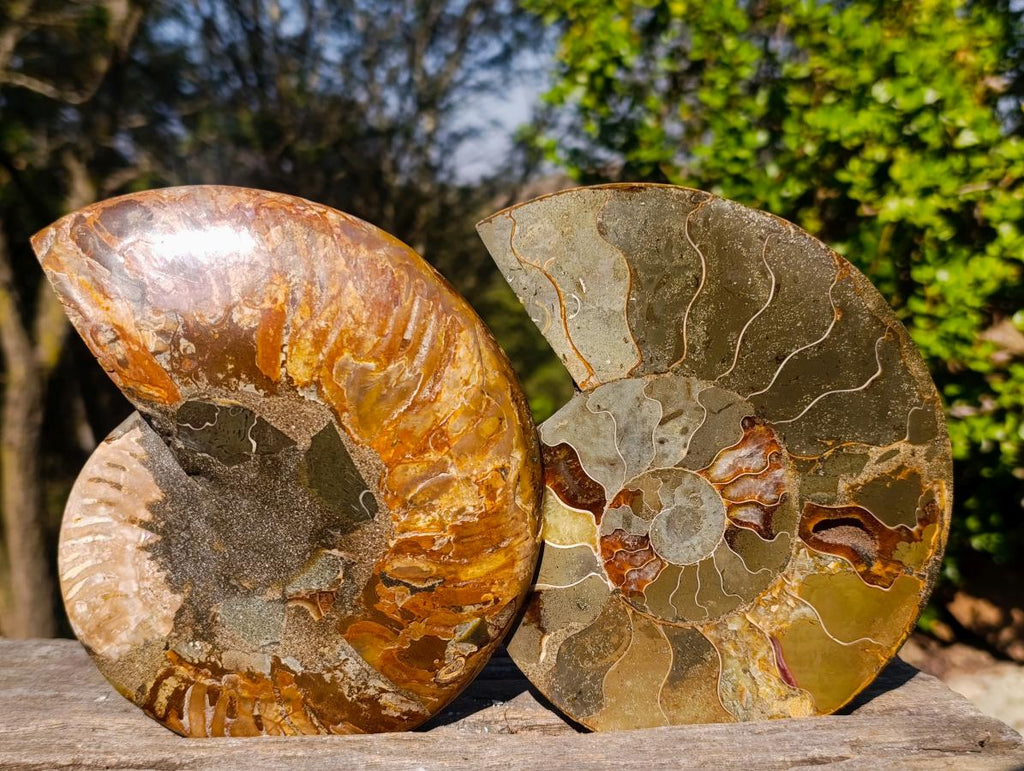 Polished Large Cleoniceras Ammonite Fossil Pair x 1 pair From Tulear, Madagascar - Toprock Gemstones and Minerals 