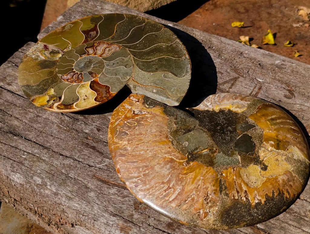 Polished Large Cleoniceras Ammonite Fossil Pair x 1 pair From Tulear, Madagascar - Toprock Gemstones and Minerals 