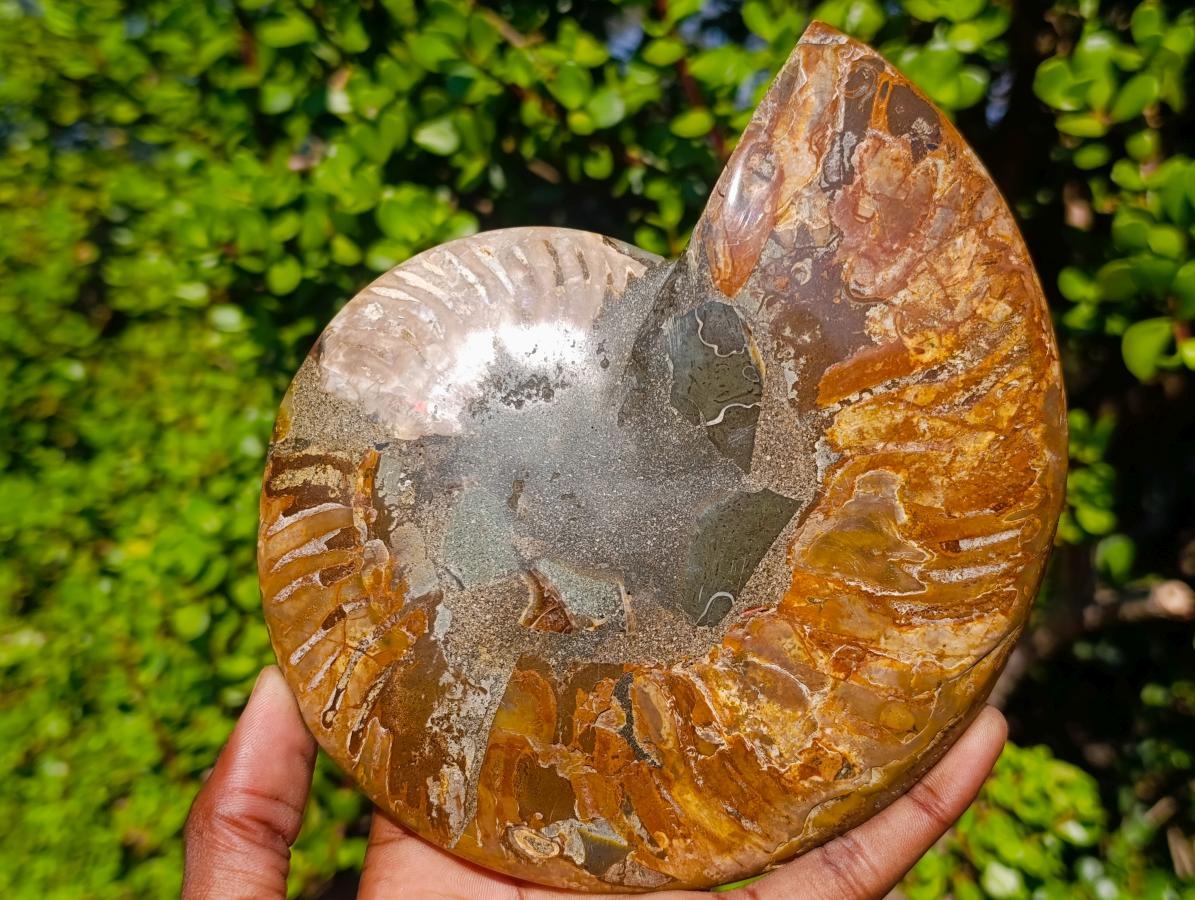Polished Large Cleoniceras Ammonite Fossil Pair x 1 pair From Tulear, Madagascar - Toprock Gemstones and Minerals 