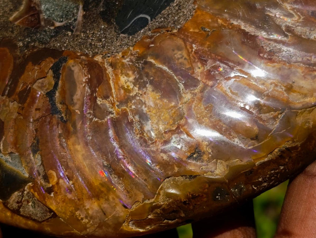 Polished Large Cleoniceras Ammonite Fossil Pair x 1 pair From Tulear, Madagascar - Toprock Gemstones and Minerals 